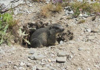 Sortie faune - Rencontre avec les marmottes