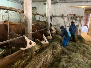 Rando à la ferme avec traite des vaches et dégustation de produis locaux
