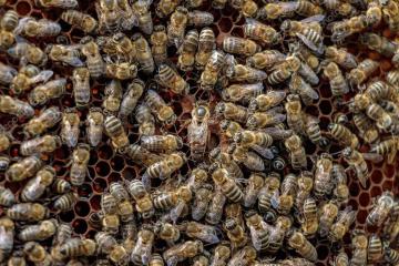 Balade découverte du monde des abeilles - Les randos du Lavvu