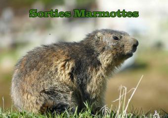 Sorties thématiques encadrées-Marmottes