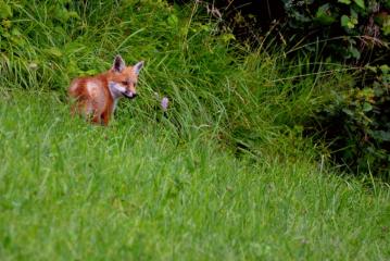 Activité montagne enfant 4-7 ans : Détective Renard