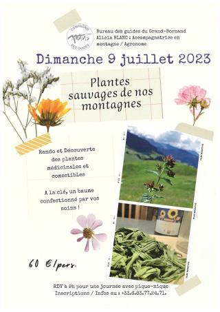 Randonnée découverte : plantes sauvages de nos montagnes