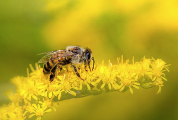 Le rucher Abeïa : découvrir le monde des abeilles