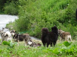 Cani-rando