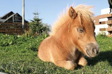 Balades à poney