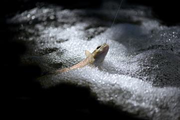 Parcours pêche « 1 poisson » sur le Doron de Belleville en amont des Ménuires