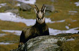 Randonnée pédestre : Soirée Chamois