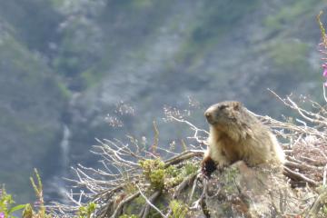 Sortie Marmottes