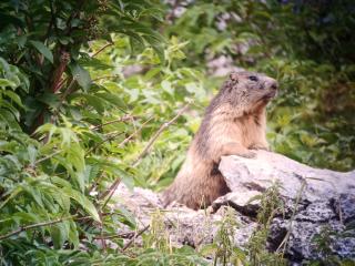 Randonnée accompagnée : Journée pique-nique avec les marmottes et les chamois