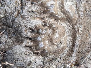 Traces et indices d'animaux – randonnée