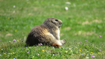 Sortie à la rencontre des marmottes à Champagny avec Nicolas - Dimanche 06 juillet