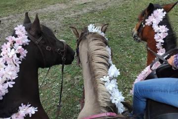 Balade à poney et Stages