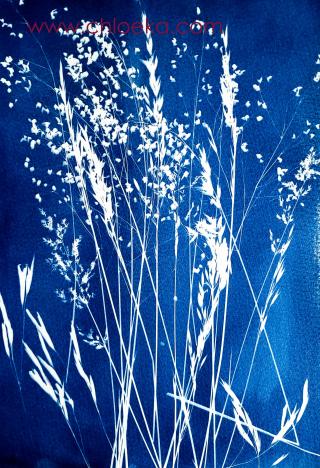 Atelier Cyanotype