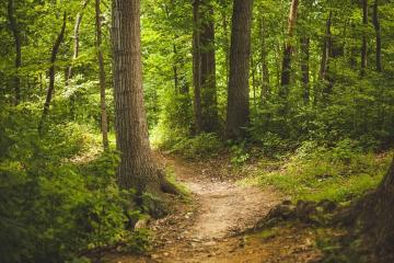 Balade immersion en forêt et découverte de la marche afghane