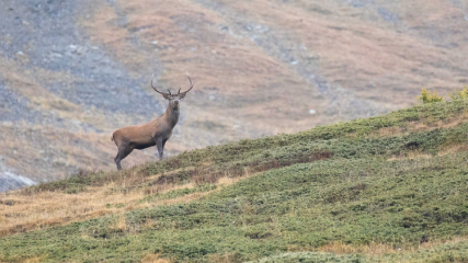 Sortie à l'écoute du brame du cerf avec Nicolas - Jeudi 02 octobre