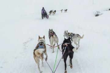 Chiens de traîneau randonnée aventure - Alpi Traineau