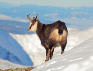 randonnée raquette à la découverte des chamois