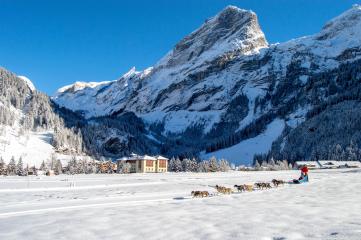 Chiens de traîneau - Baptême