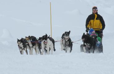 Chien de traîneau - Evolution 2