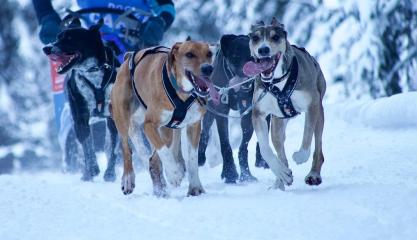Balade en chiens de traineaux