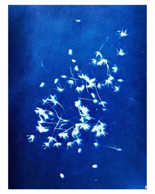 Atelier cyanotype