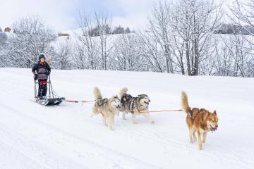 Balade en chien de traineau