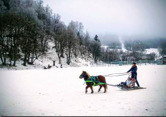 Balade à poney, Poney-luge & Ski-poney - Les Crins Sauvages