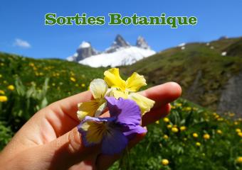Sortie thématique botanique