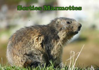 Sortie thématique encadrée : Marmottes