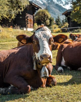 Randonnée pastoralisme