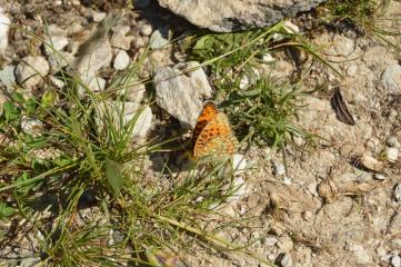 Incroyables petites bêtes