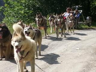 Karting chiens de traineau - Vilar Lionel