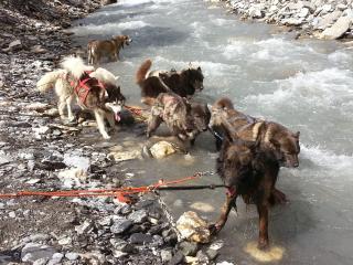 Cani-balade avec chiens de traineau - Vilar Lionel