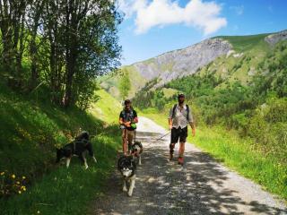 Sorties cani-randonnée - White Forest