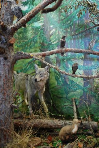 Atelier dessin : animaux de montagne