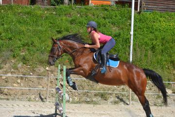 Poney Cheval Nature (les Rapeaux)