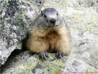 Observez la vie des marmottes - petite randonnée