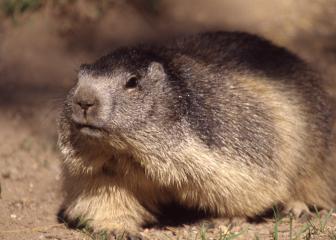 Randonnée 1/2 journée Rencontre avec les marmottes