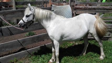 Balade en poneys - Le ranch des Cimes