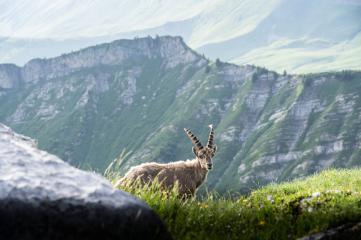 Randonnées guidées Animaux de la montagne