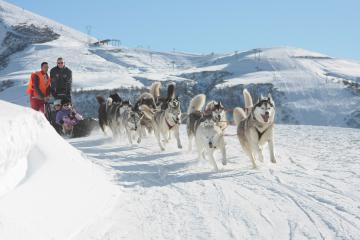 Balade en chiens de traineau