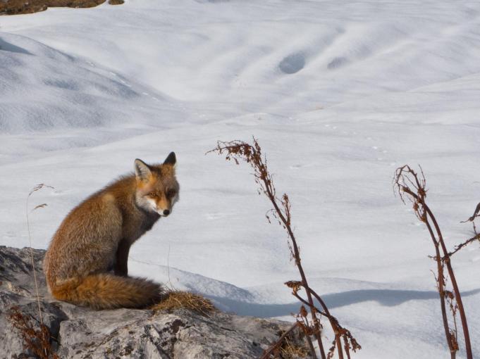 Pralognan-la-Vanoise en hiver : l’expérience montagne à l’état pur