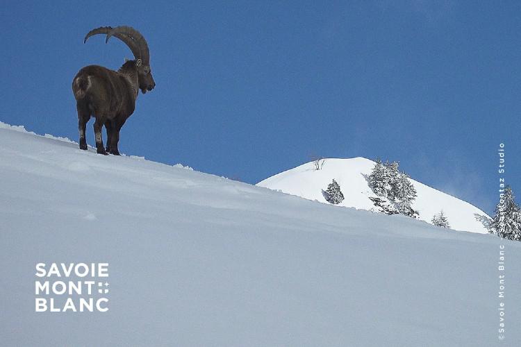 Savoie Mont Blanc : l'hiver des possibles !