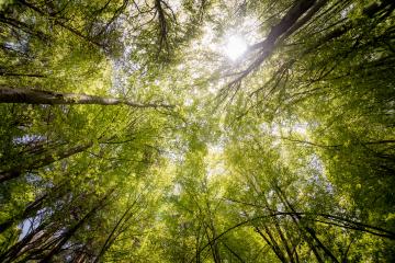 Bain de forêt !