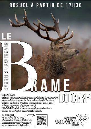 Brame du cerf