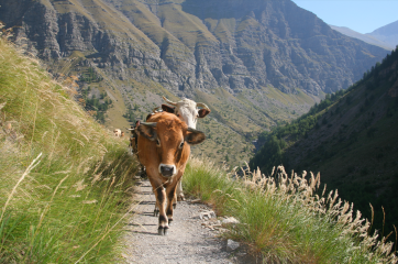 Fête du Grand Vallon