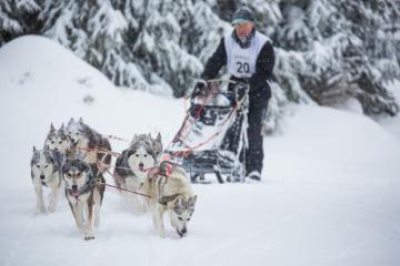 COURSE DE CHIENS DE TRAÎNEAUX