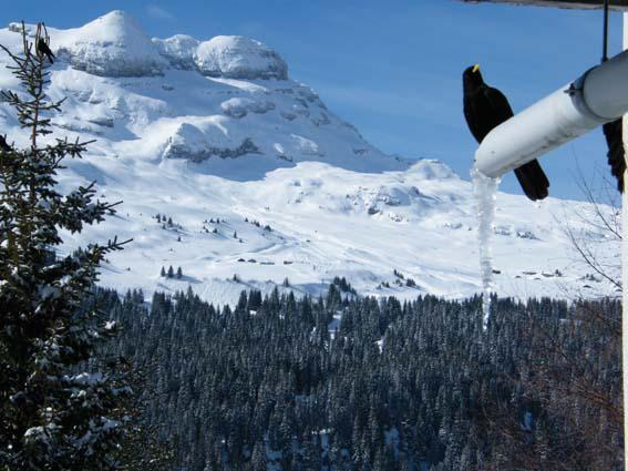 Vacances en montagne Résidence Bélier - Flaine - Extérieur hiver