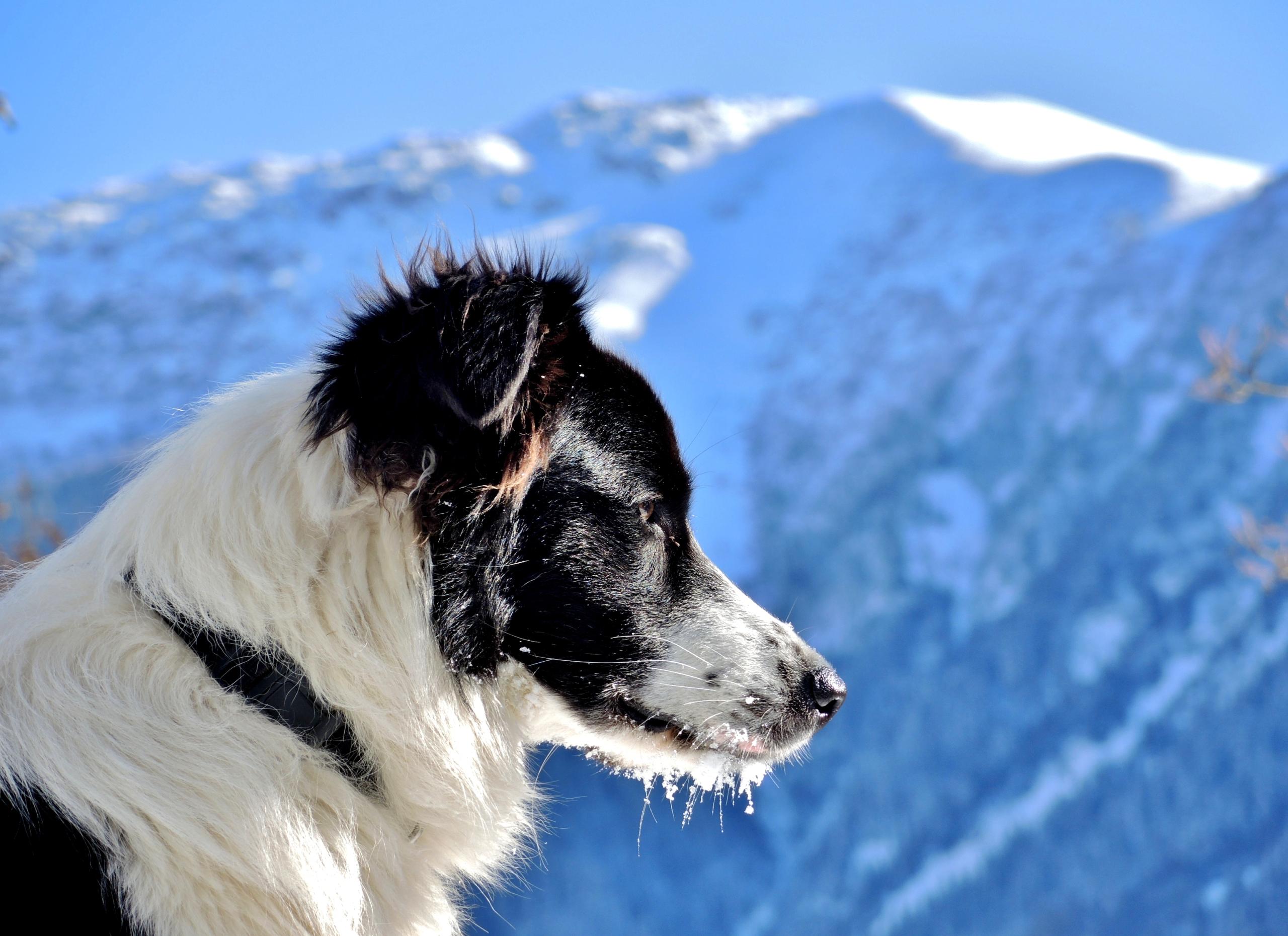 ski resort Saint Colomban des Villards